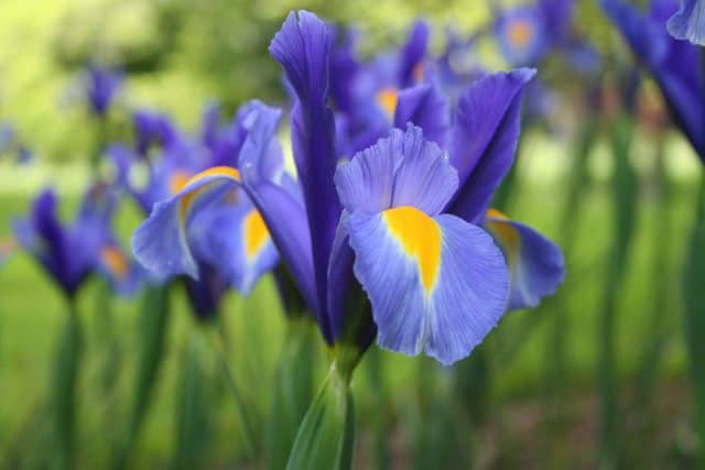 Các loại hoa màu tím – Hoa diên vĩ