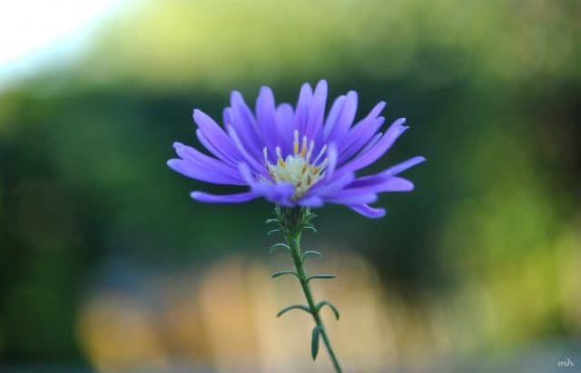 Các loại hoa màu tím – Hoa thạch thảo