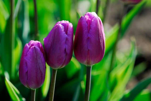 Các loại hoa màu tím – Hoa tuylip tím