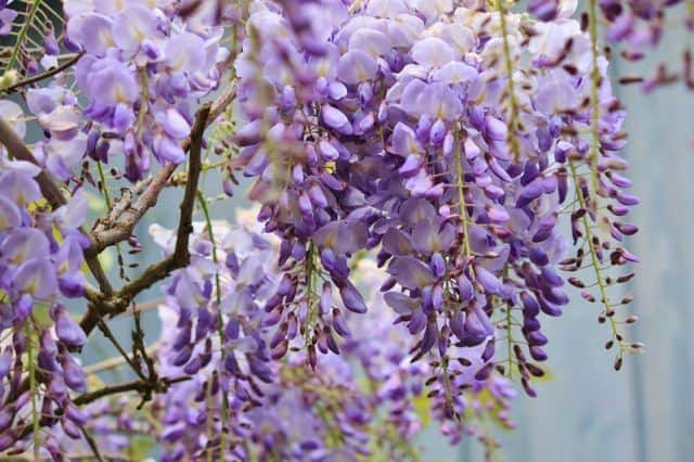 Các loại hoa màu tím – Hoa tử đằng