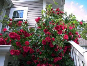 Cây cảnh làm mát nhà mùa hè – Cây hồng leo