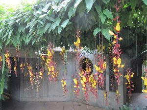 Cây cảnh làm mát nhà mùa hè – Hoa dây leo móng cọp