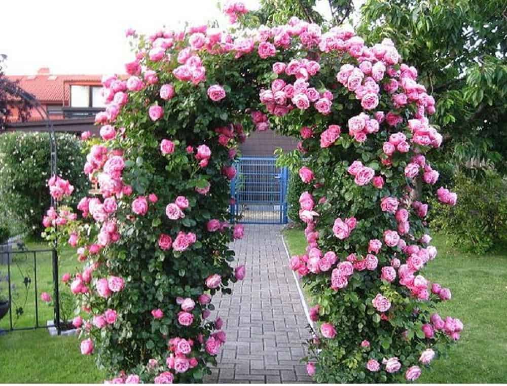 Hoa dây leo đẹp giúp chống nắng mùa hè – Hoa hồng leo