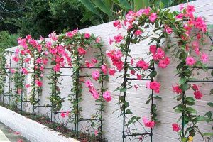 Kỹ thuật trồng và chăm sóc hoa hồng anh để hoa luôn rực rỡ