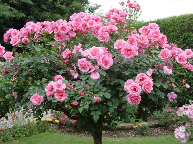 Kỹ thuật trồng và chăm sóc hoa hồng