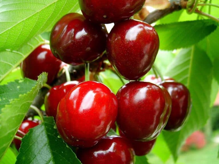 Những giống cây trồng mang lợi nhuận cao – Cây cherry anh đào