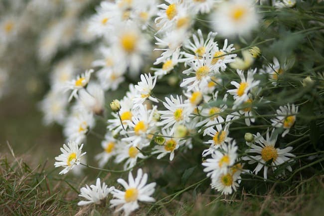 Những loài hoa màu trắng mang vẻ đẹp tinh khôi – Hoa cúc họa mi