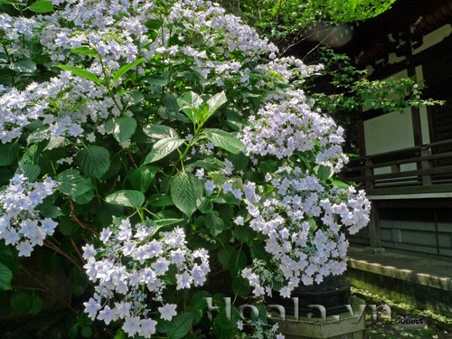 Những loài hoa màu trắng mang vẻ đẹp tinh khôi – Hoa cẩm tú cầu Nhật Bản