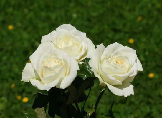 Những loài hoa màu trắng mang vẻ đẹp tinh khôi – Hoa hồng trắng