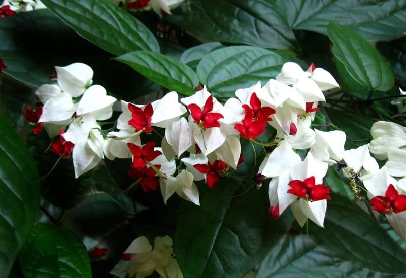 Những loài hoa màu trắng mang vẻ đẹp tinh khôi – Hoa ngọc nữ