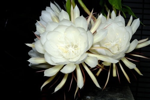 Những loài hoa màu trắng mang vẻ đẹp tinh khôi – Hoa quỳnh