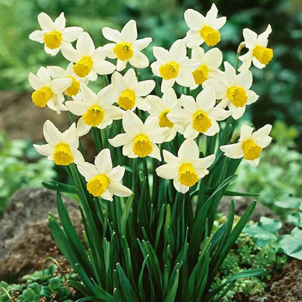 Những loài hoa màu trắng mang vẻ đẹp tinh khôi – Hoa thủy tiên