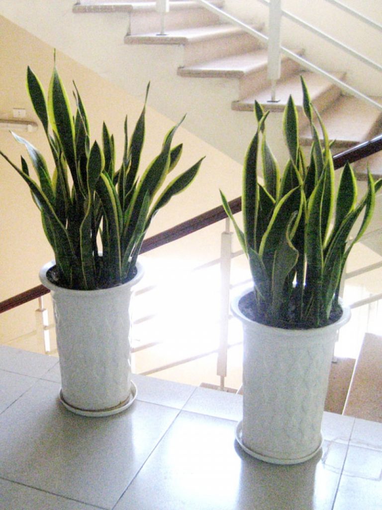 Những loại cây thanh lọc không khí trong nhà nên trồng – Cây lưỡi hổ