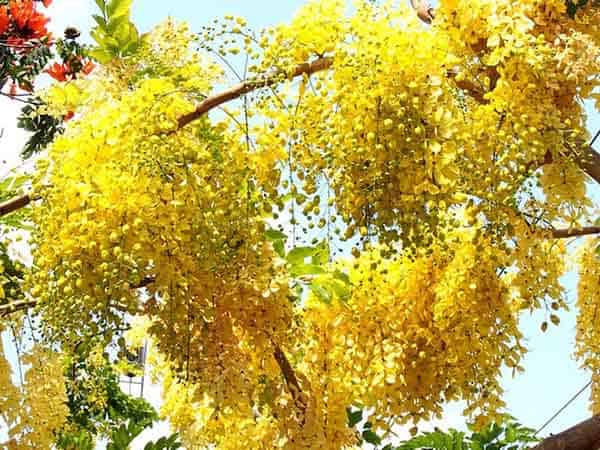 Những loại hoa màu vàng – Hoa bọ cạp