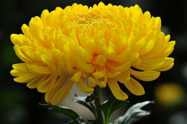 Những loại hoa màu vàng – Hoa cúc