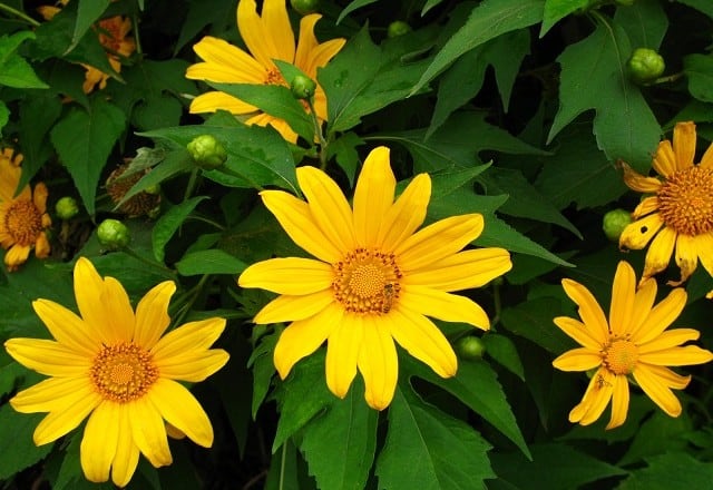 Những loại hoa màu vàng – Hoa dã quỳ