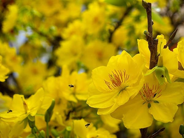 Những loại hoa màu vàng – Hoa mai