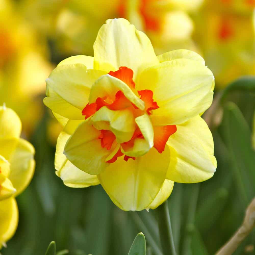 Những loại hoa màu vàng – Hoa thủy tiên