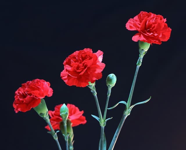 Những loại hoa màu đỏ đại diện cho tình yêu – Hoa cẩm chướng đỏ