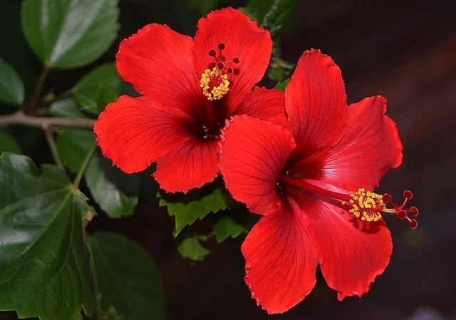 Những loại hoa màu đỏ đại diện cho tình yêu – Hoa dâm bụt đỏ