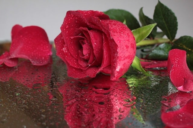 Những loại hoa màu đỏ đại diện cho tình yêu – Hoa hồng đỏ