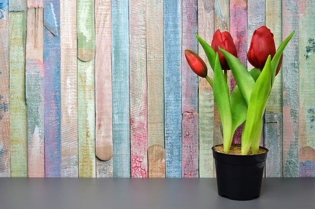 Những loại hoa màu đỏ đại diện cho tình yêu – Hoa tulip đỏ