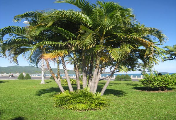Ý nghĩa của cây dừa cảnh phong thủy