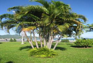 cây dừa cảnh phong thủy