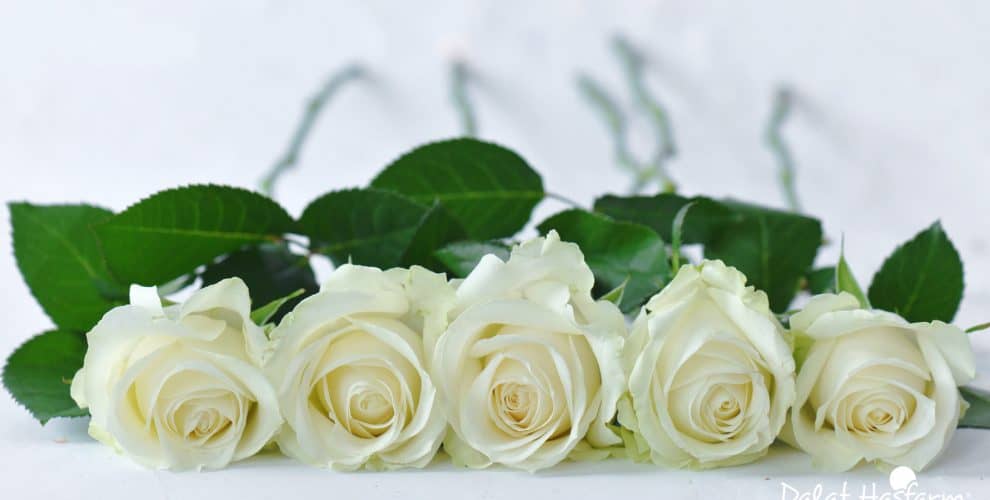 Ý nghĩa các loại hoa hồng – Hoa hồng trắng