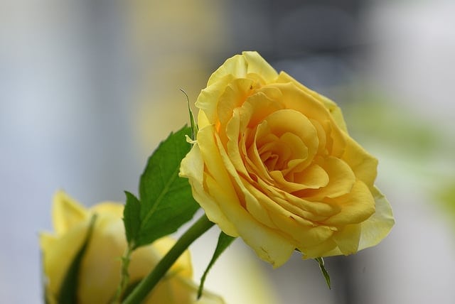 Ý nghĩa các loại hoa hồng – Hoa hồng vàng
