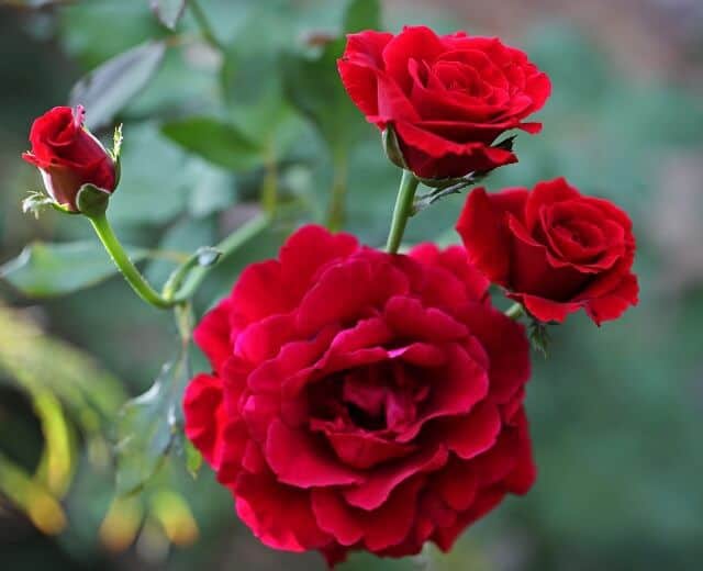 Ý nghĩa các loại hoa hồng – Hoa hồng đỏ 1