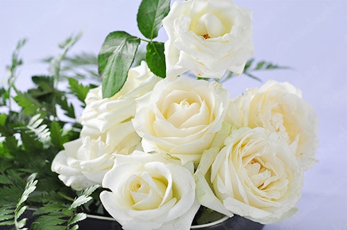 Ý nghĩa của hoa hồng trắng 2
