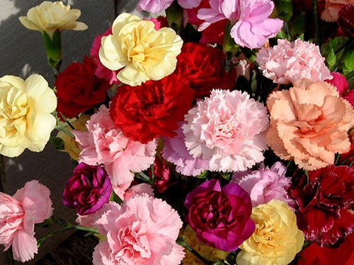 Ý nghĩa hoa cẩm chướng theo từng màu