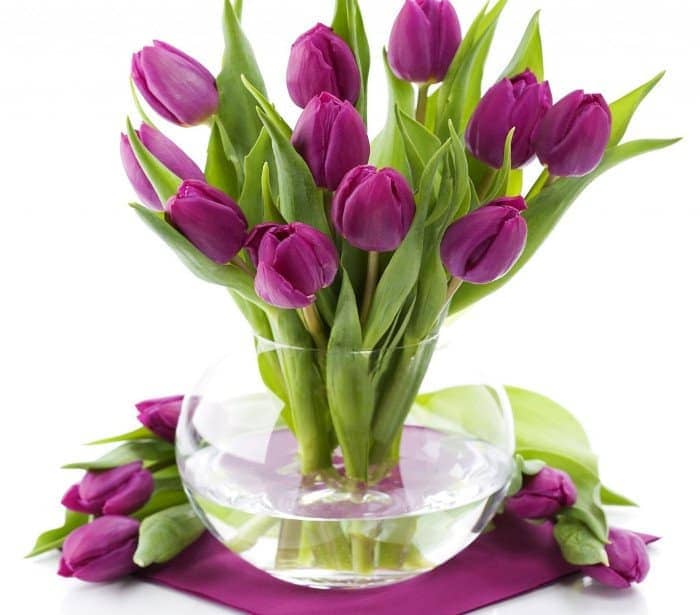 Ý nghĩa hoa tulip 1