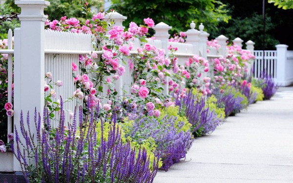 Các mẫu tường rào hoa leo giúp mùa hè thêm tươi mát 11