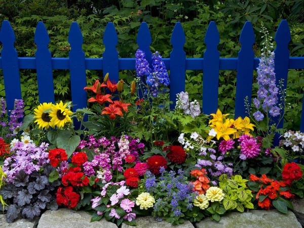 Các mẫu tường rào hoa leo giúp mùa hè thêm tươi mát 12