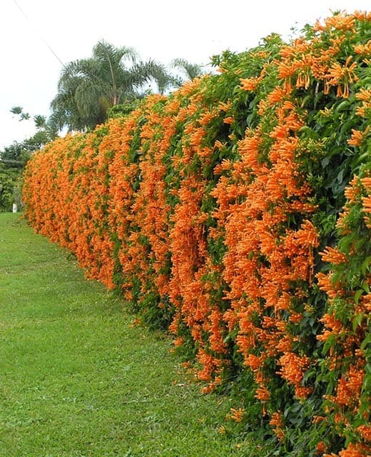 Các mẫu tường rào hoa leo giúp mùa hè thêm tươi mát 16