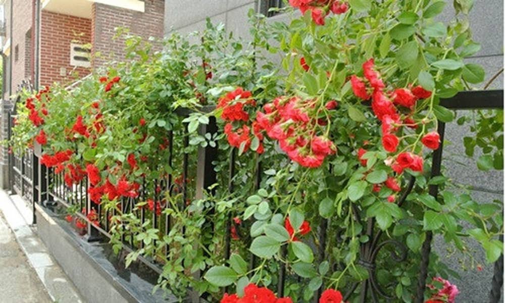 Các mẫu tường rào hoa leo giúp mùa hè thêm tươi mát 20