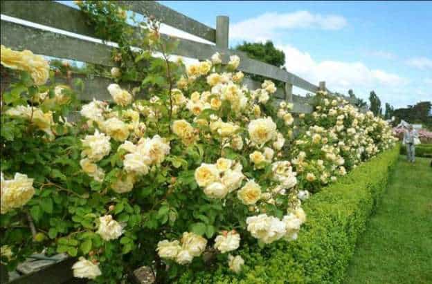 Các mẫu tường rào hoa leo giúp mùa hè thêm tươi mát 21