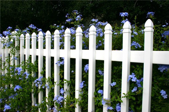 Các mẫu tường rào hoa leo giúp mùa hè thêm tươi mát 22