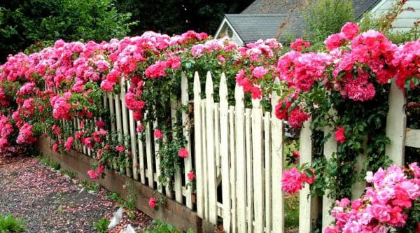 Các mẫu tường rào hoa leo giúp mùa hè thêm tươi mát 26