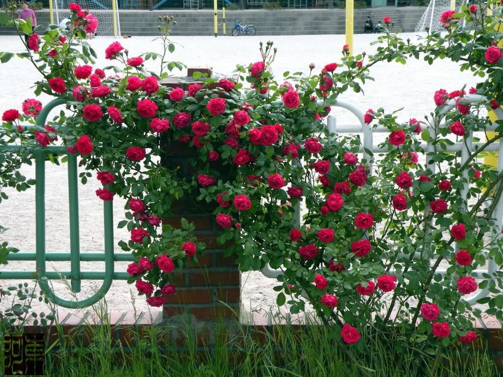 Các mẫu tường rào hoa leo giúp mùa hè thêm tươi mát 32