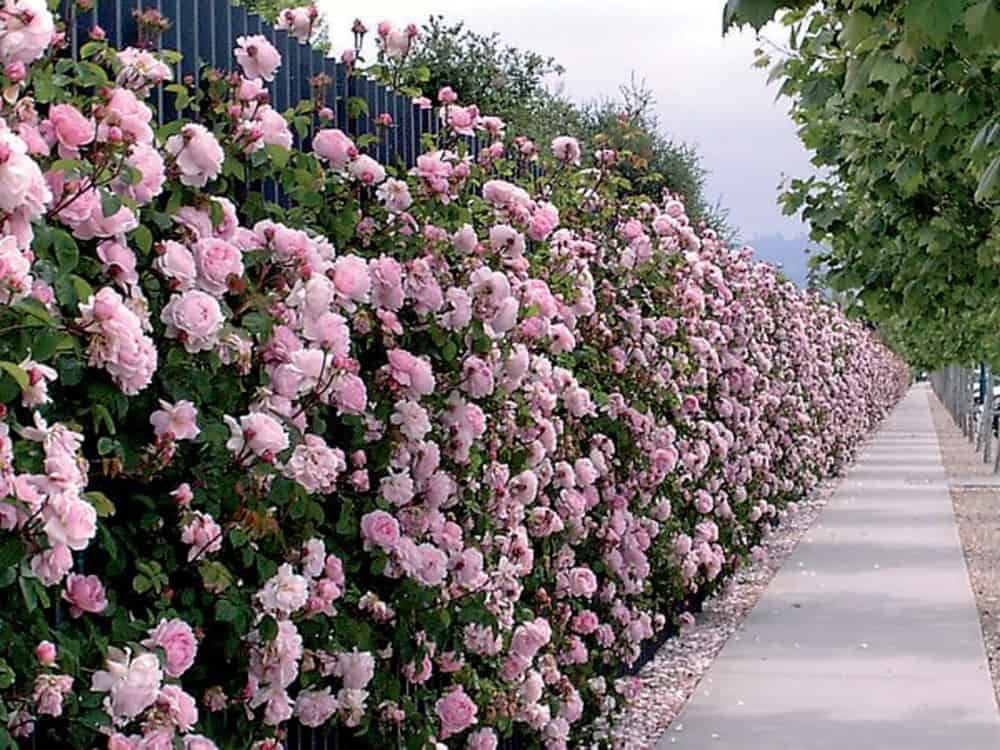 Các mẫu tường rào hoa leo giúp mùa hè thêm tươi mát 6