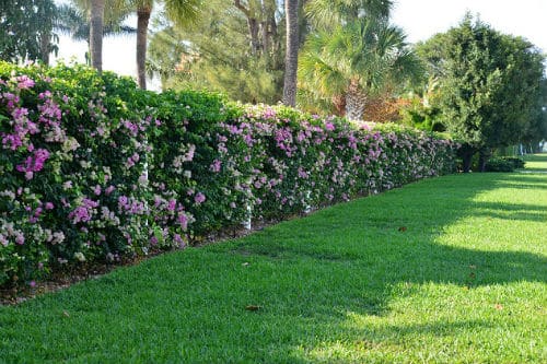Các mẫu tường rào hoa leo giúp mùa hè thêm tươi mát 9
