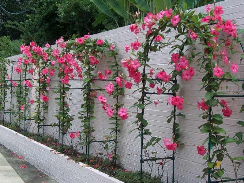 Các mẫu tường rào hoa leo giúp mùa hè thêm tươi mát