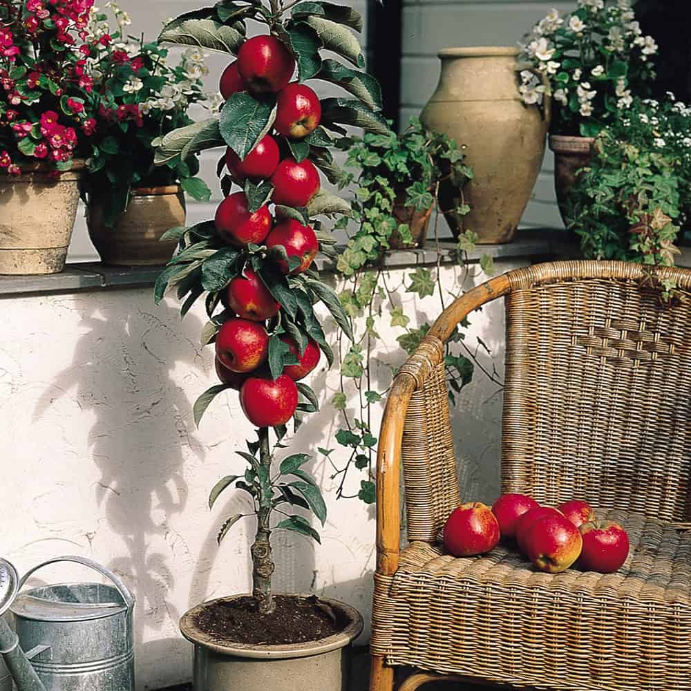 Cây ăn quả mini – Táo đỏ và táo xanh mini