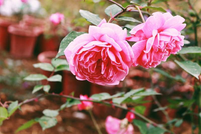 Hoa màu hồng nhẹ nhàng – hoa hồng phớt
