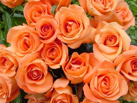 Những loài hoa màu cam rực rỡ - Hoa hồng cam