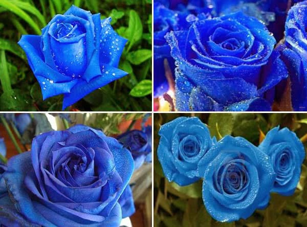 Những loại hoa có màu xanh dương tuyệt đẹp – Hoa hồng xanh