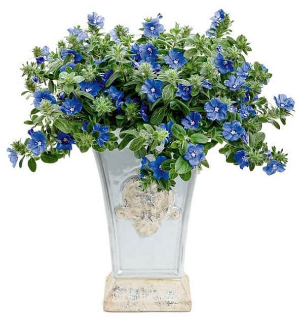 Những loại hoa có màu xanh dương tuyệt đẹp – Hoa thanh tú